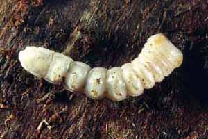Monochamus larva