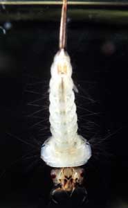Culex larva