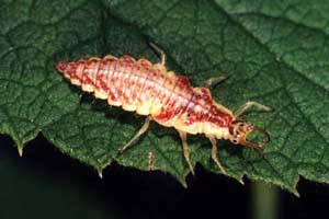 Chrysopa sp., larva