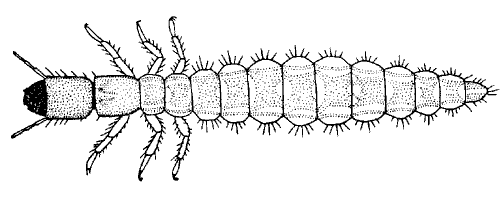 Raphidiidae, larva
