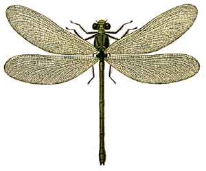 Calopteryx splendens, female
