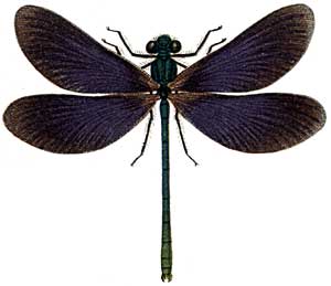 Calopteryx virgo, male
