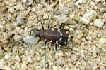 Cicindela transbaicalica