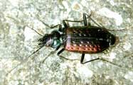 Nebria catenulata 