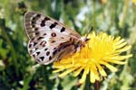 Parnassius tenedius