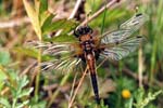 Libellula quadrimaculata